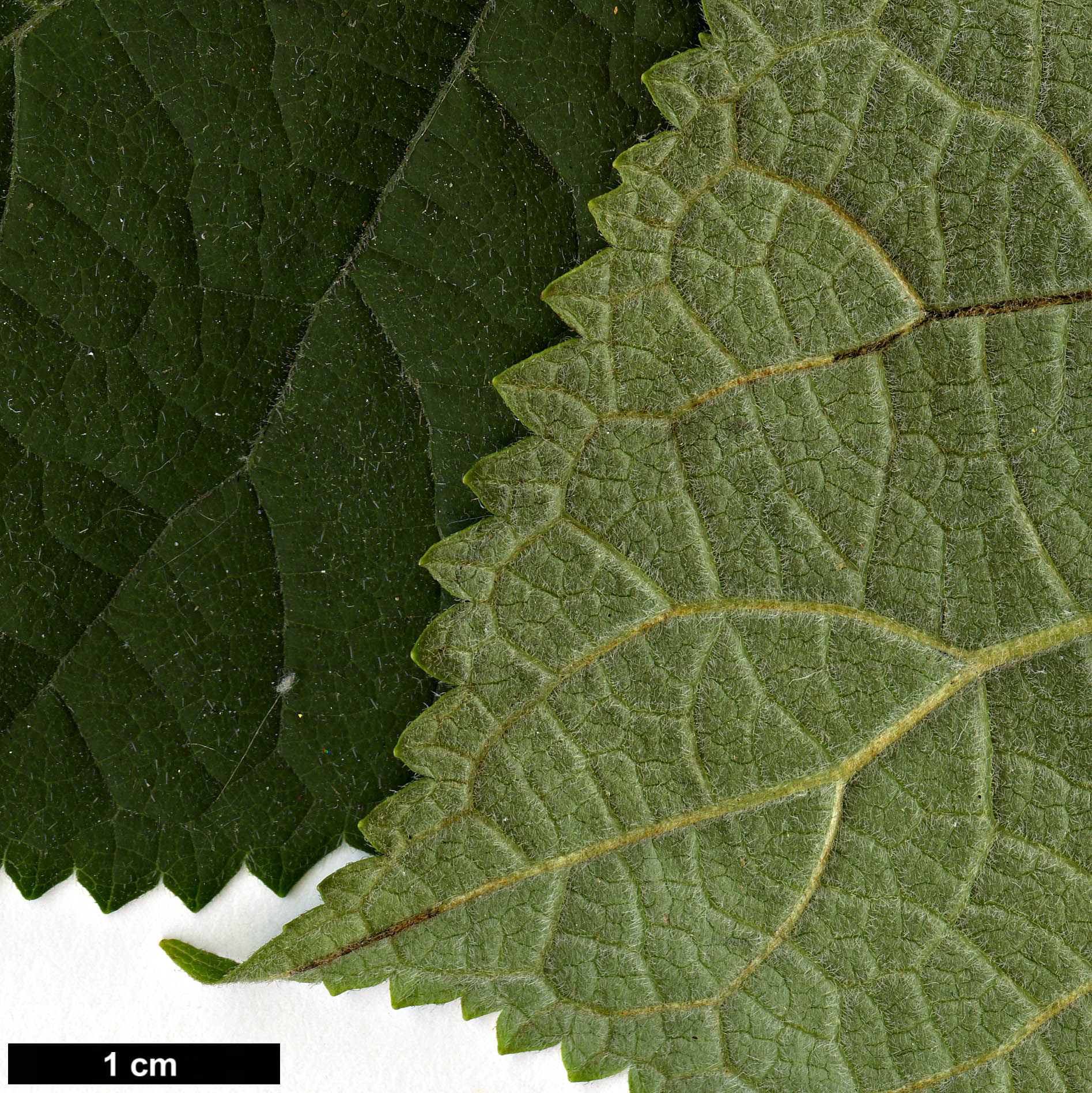 High resolution image: Family: Hydrangeaceae - Genus: Hydrangea - Taxon: arborescens - SpeciesSub: subsp. discolor
